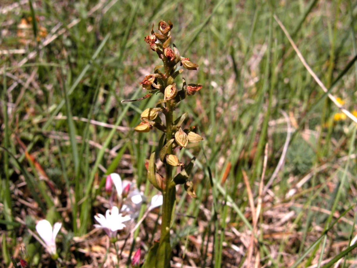 Orchid, Bug fruit